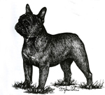 images/Razze/Sezione7/Bouledogue_Francese/thumb_Bouledogue Francais.jpg